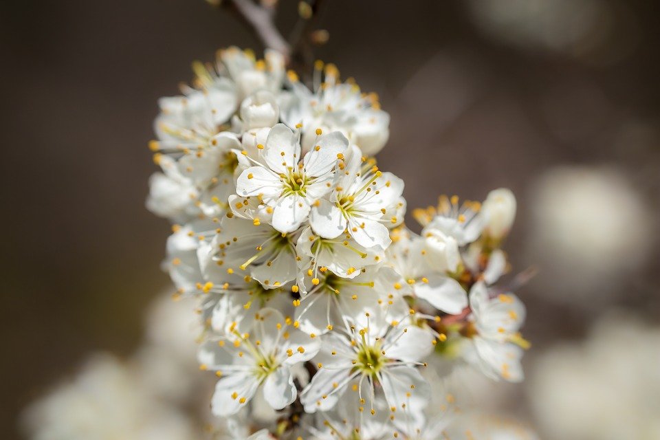 Weißdorn (Crataegus) – Marien Apotheke Linnich